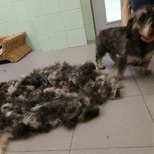 S príchodom jari začína aj pĺznutie psíkov