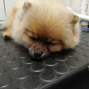 Starostlivosť o rôzne typy srsti psov