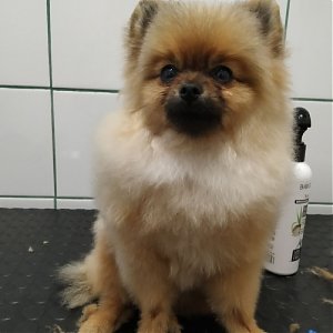 Starostlivosť o rôzne typy srsti psov