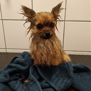 Starostlivosť o rôzne typy srsti psov