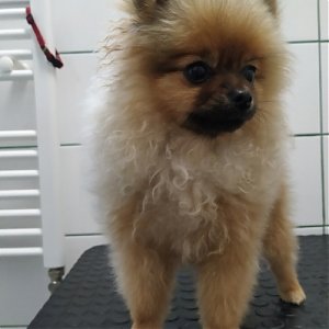 Starostlivosť o rôzne typy srsti psov