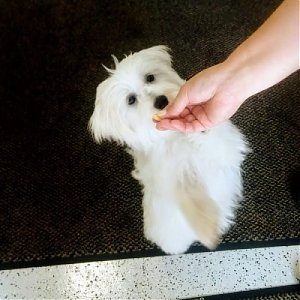 Ľudia sa často pýtajú, kedy sa môže ich šteniatko prvýkrát strihať