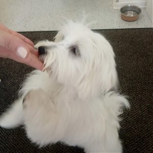 Ľudia sa často pýtajú, kedy sa môže ich šteniatko prvýkrát strihať