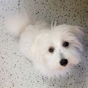 Ľudia sa často pýtajú, kedy sa môže ich šteniatko prvýkrát strihať