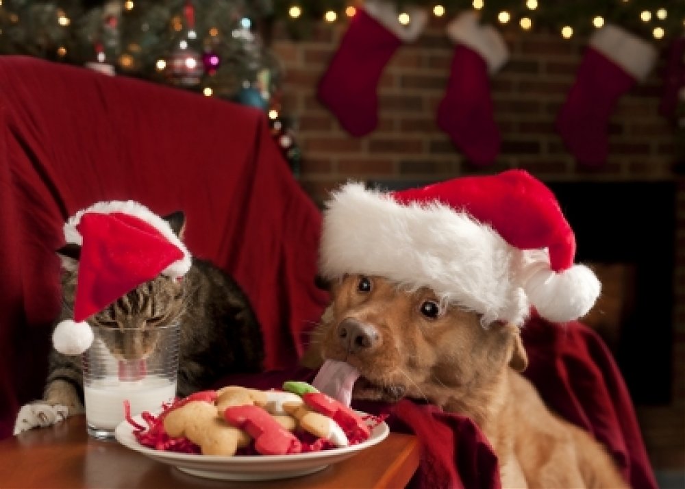 Vianočné sviatky: Ktoré potraviny sú nebezpečné pre zvieratká?