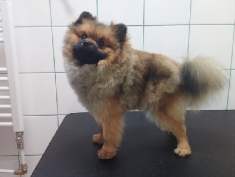 Poznáte plemeno Pomeranian?